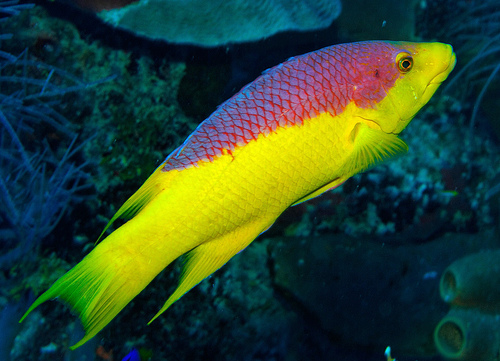 BODIANUS RUFUS